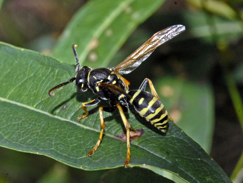 vespa dalla Val d''Aosta:   Polistes biglumis